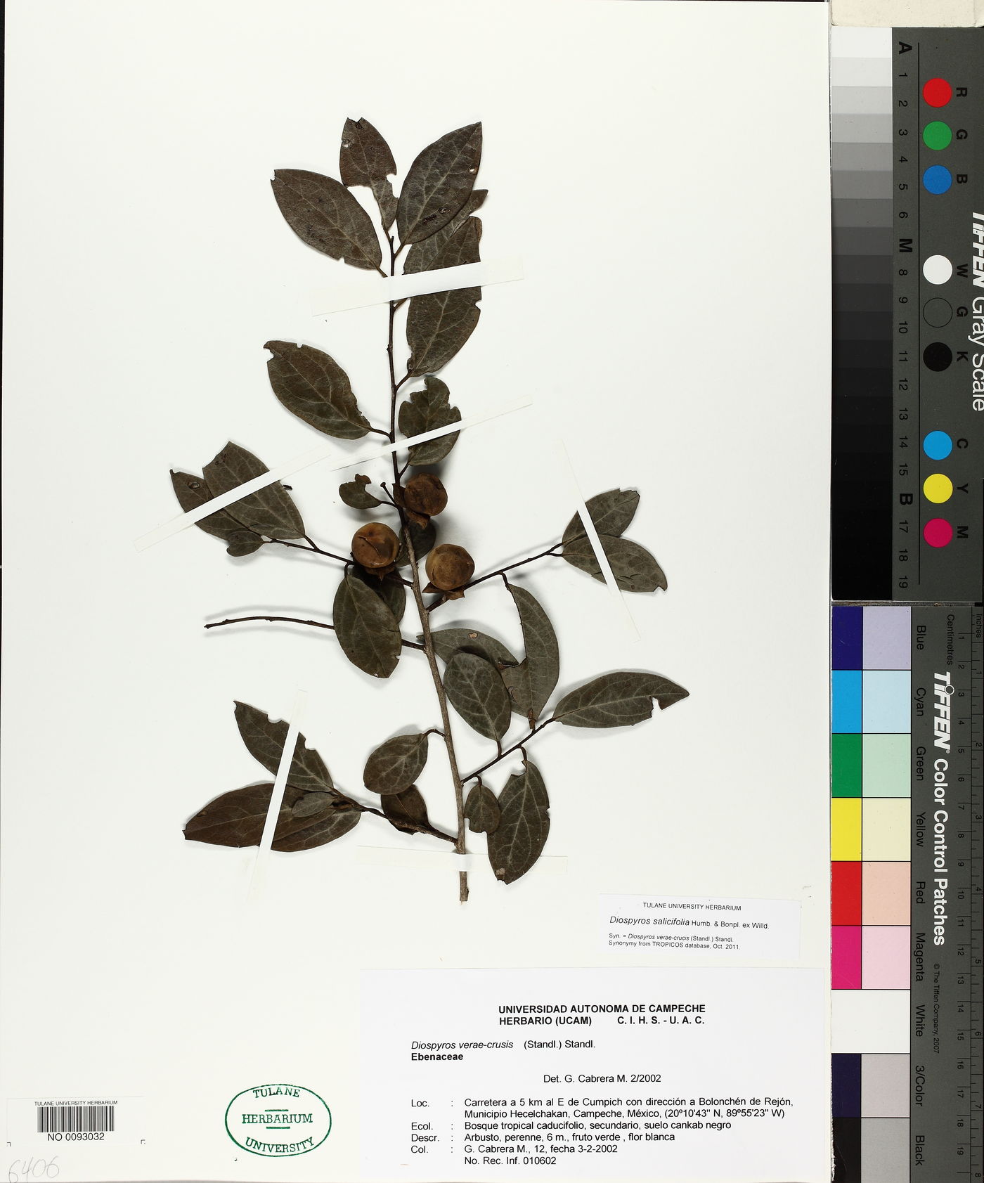 Diospyros salicifolia image