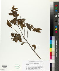 Diospyros salicifolia image