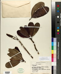 Manilkara bidentata subsp. surinamensis image