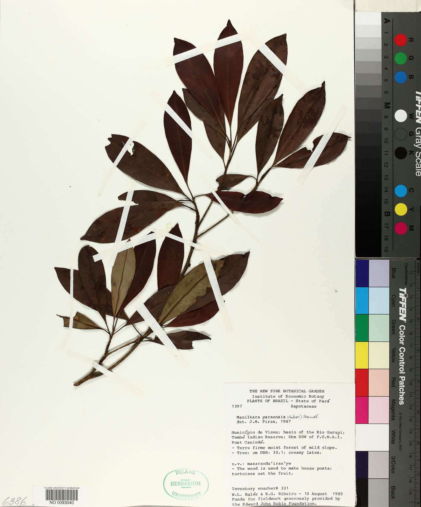 Manilkara paraensis image