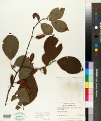 Halesia diptera var. diptera image