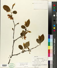 Halesia diptera var. diptera image