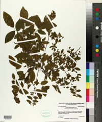 Styrax americanus image