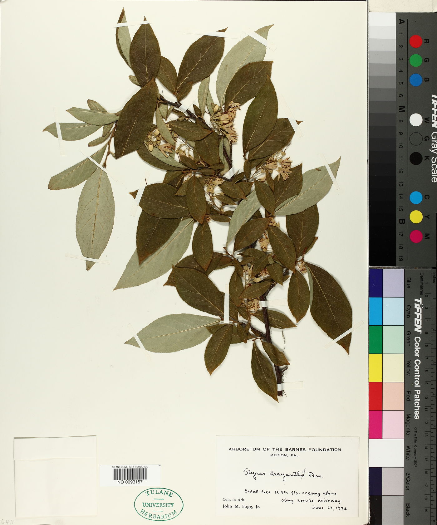 Styrax dasyanthus image