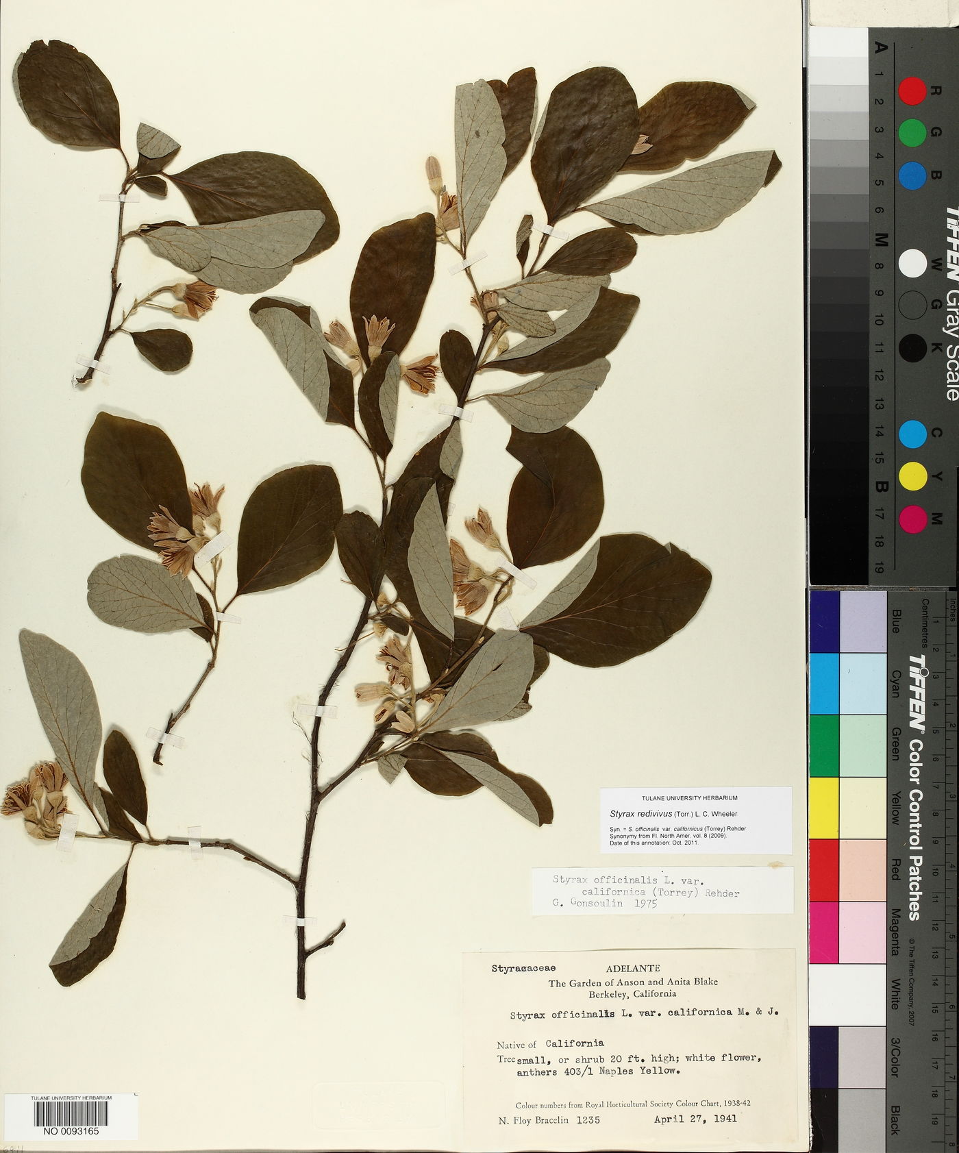 Styrax redivivus image