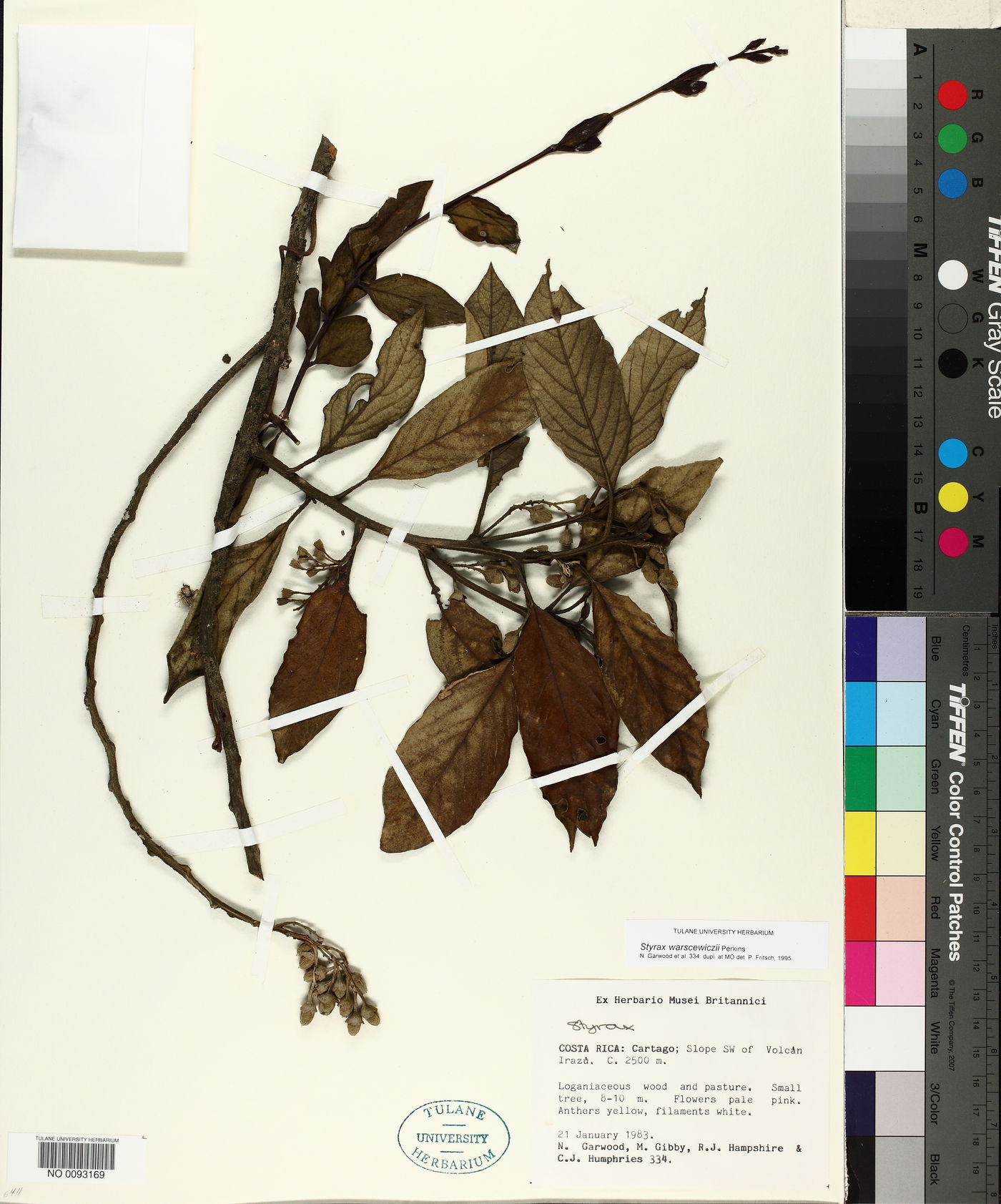 Styrax warscewiczii image