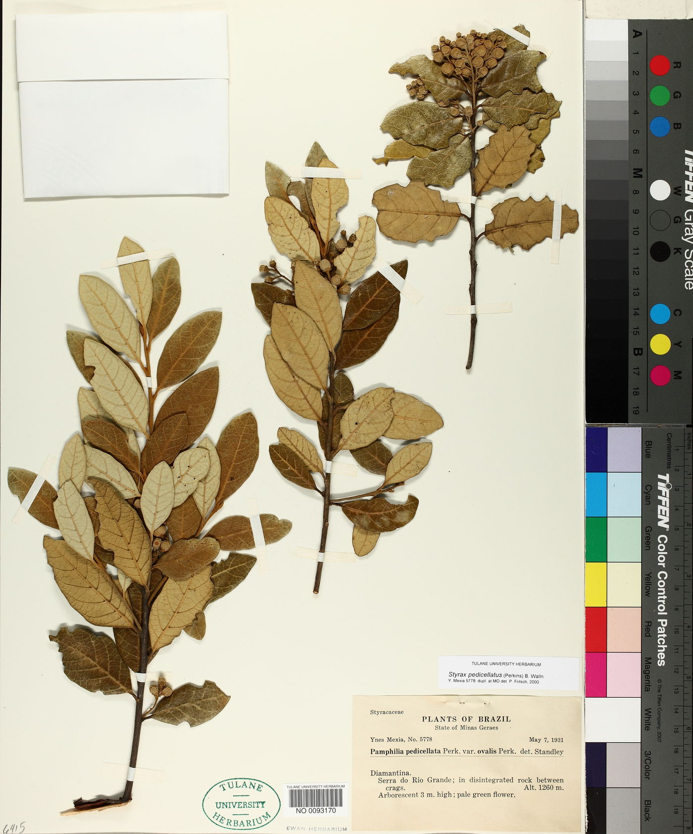 Styrax pedicellatus image