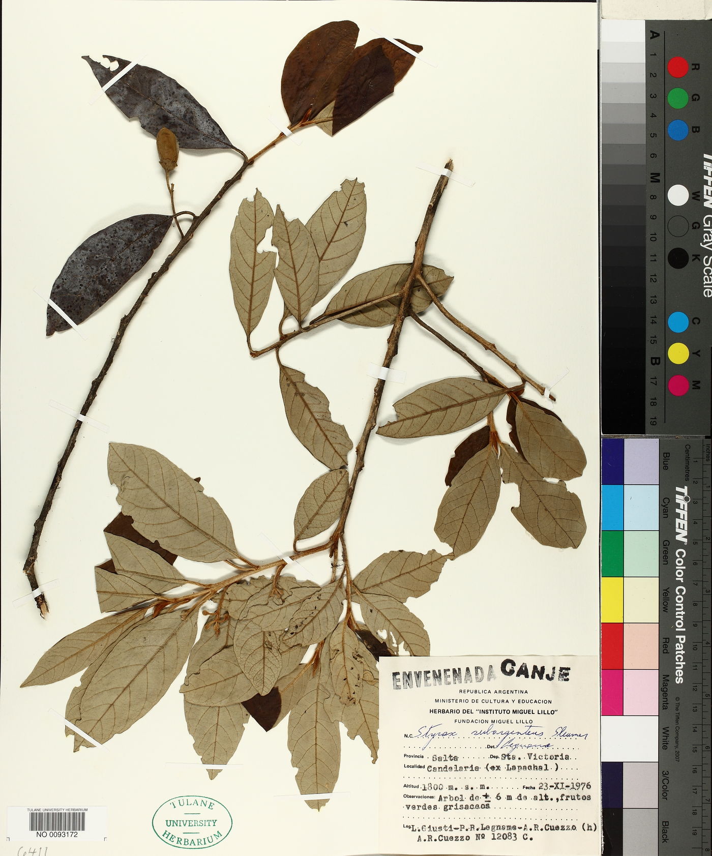 Styrax subargenteus image