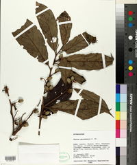 Image of Styrax guianensis