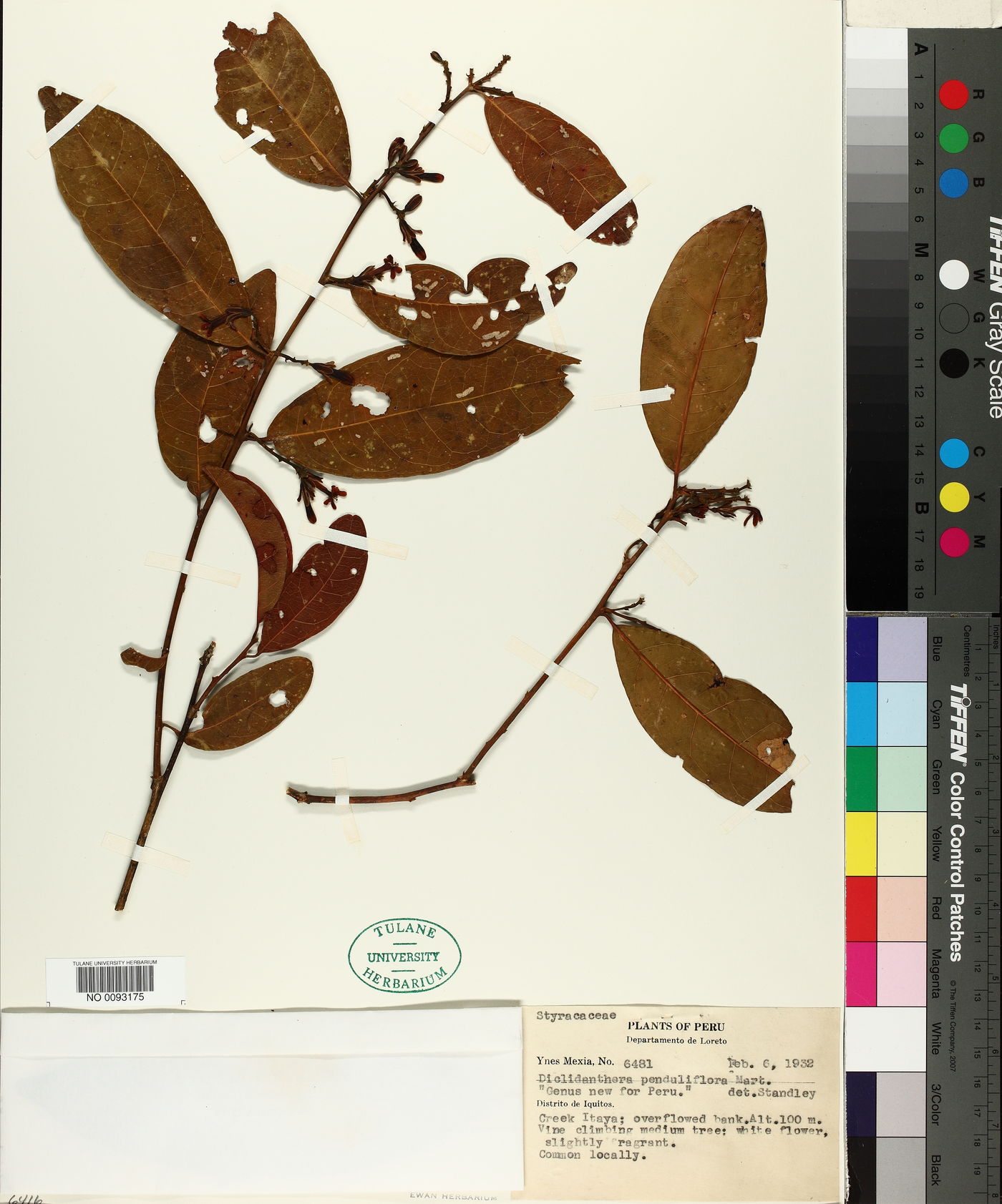 Diclidanthera penduliflora image