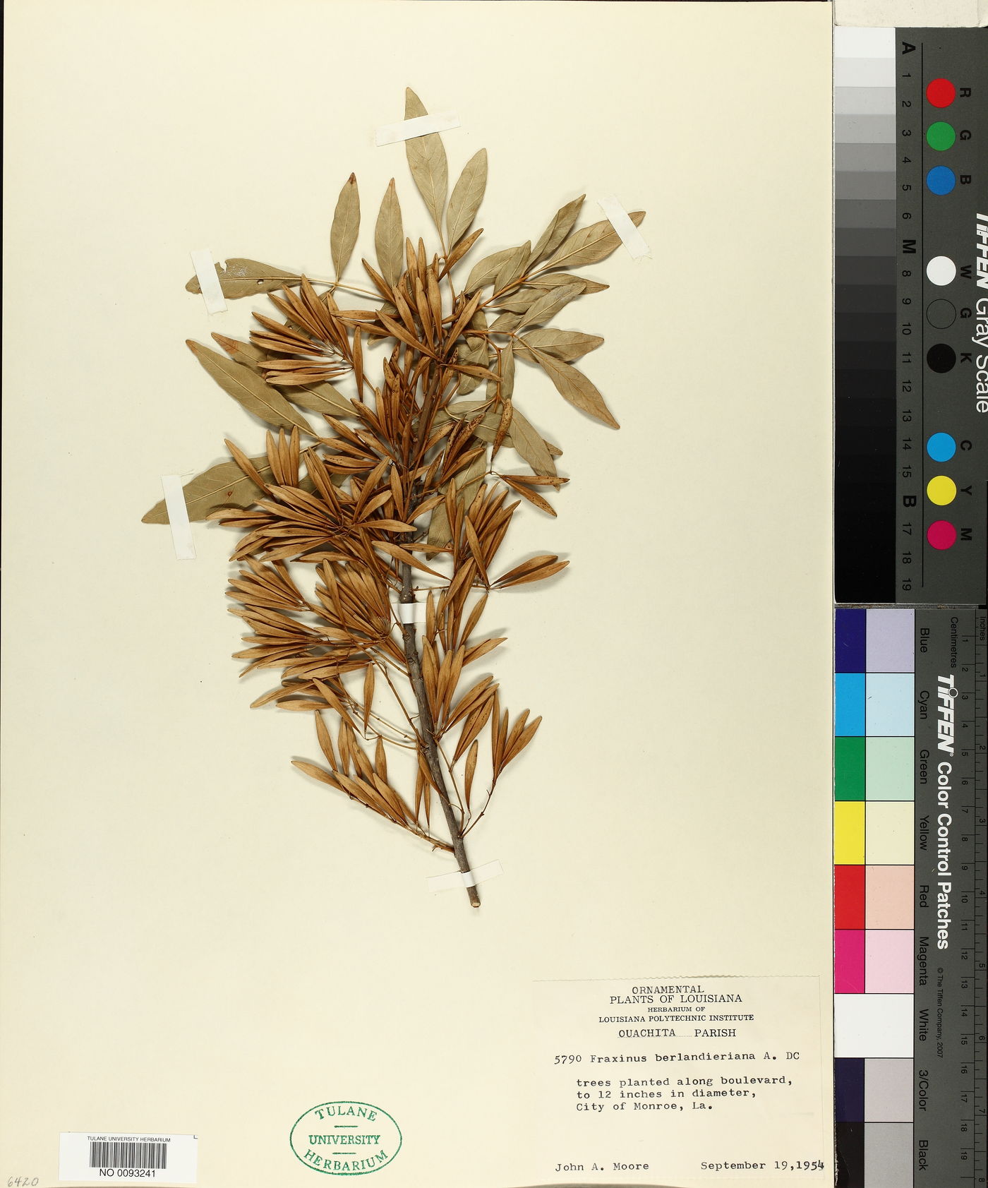 Fraxinus berlandieriana image
