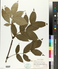 Fraxinus caroliniana image