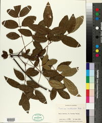 Fraxinus caroliniana image