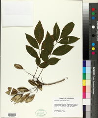 Fraxinus caroliniana image
