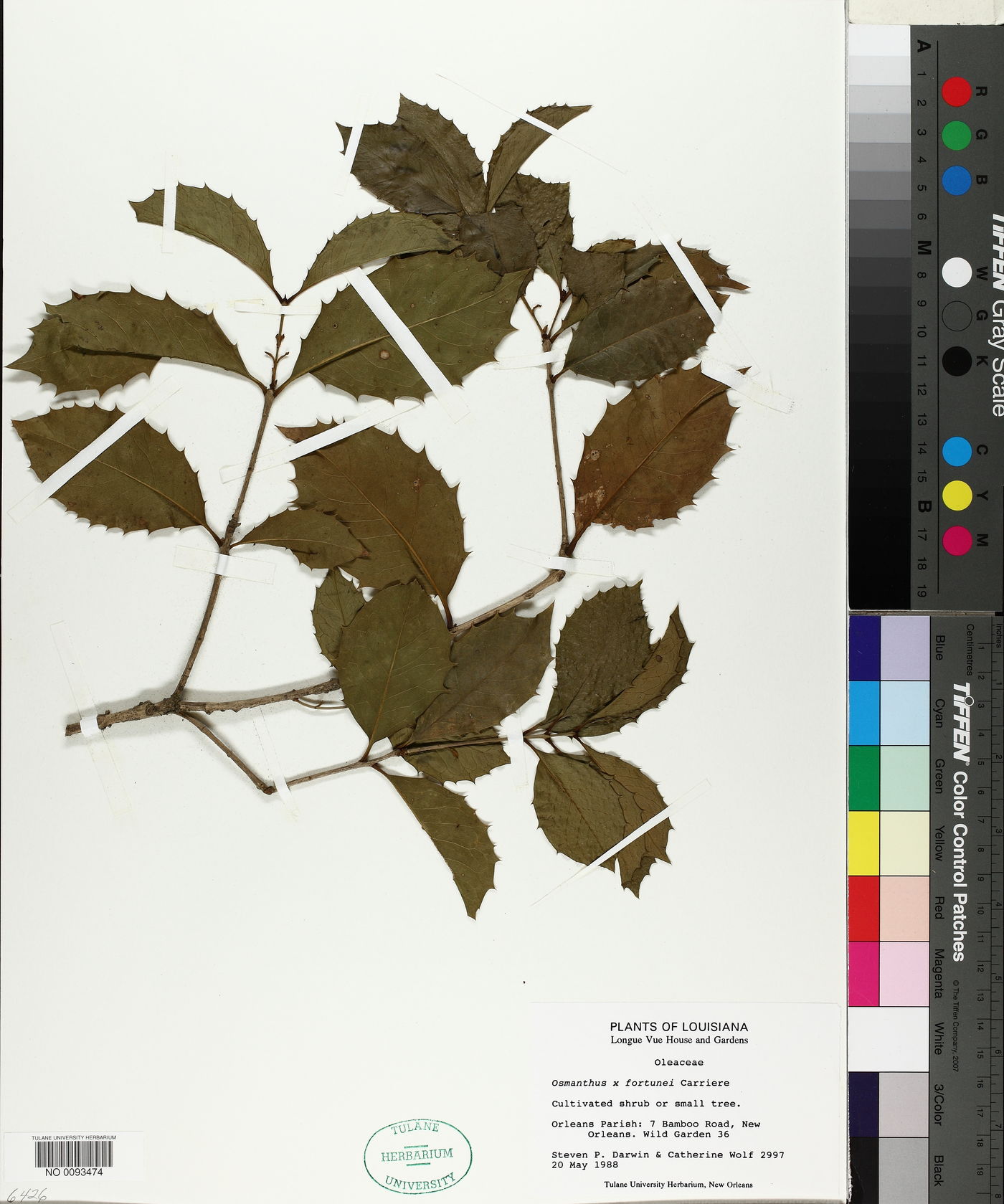 Osmanthus fortunei image