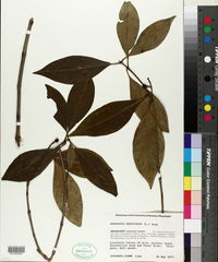 Osmanthus americanus image