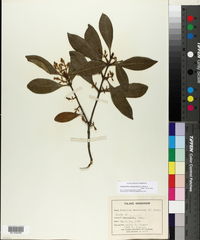 Osmanthus americanus image