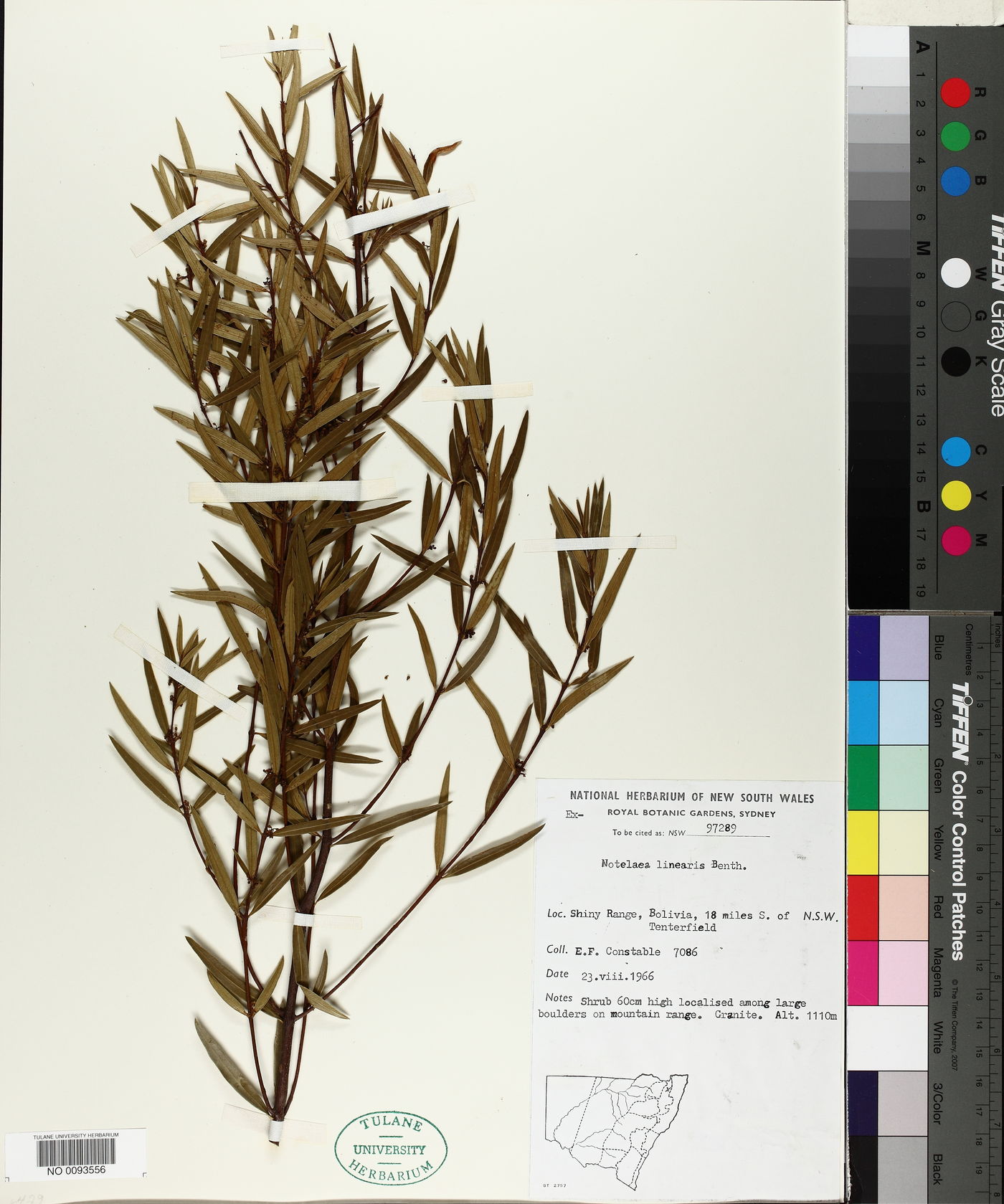 Notelaea linearis image