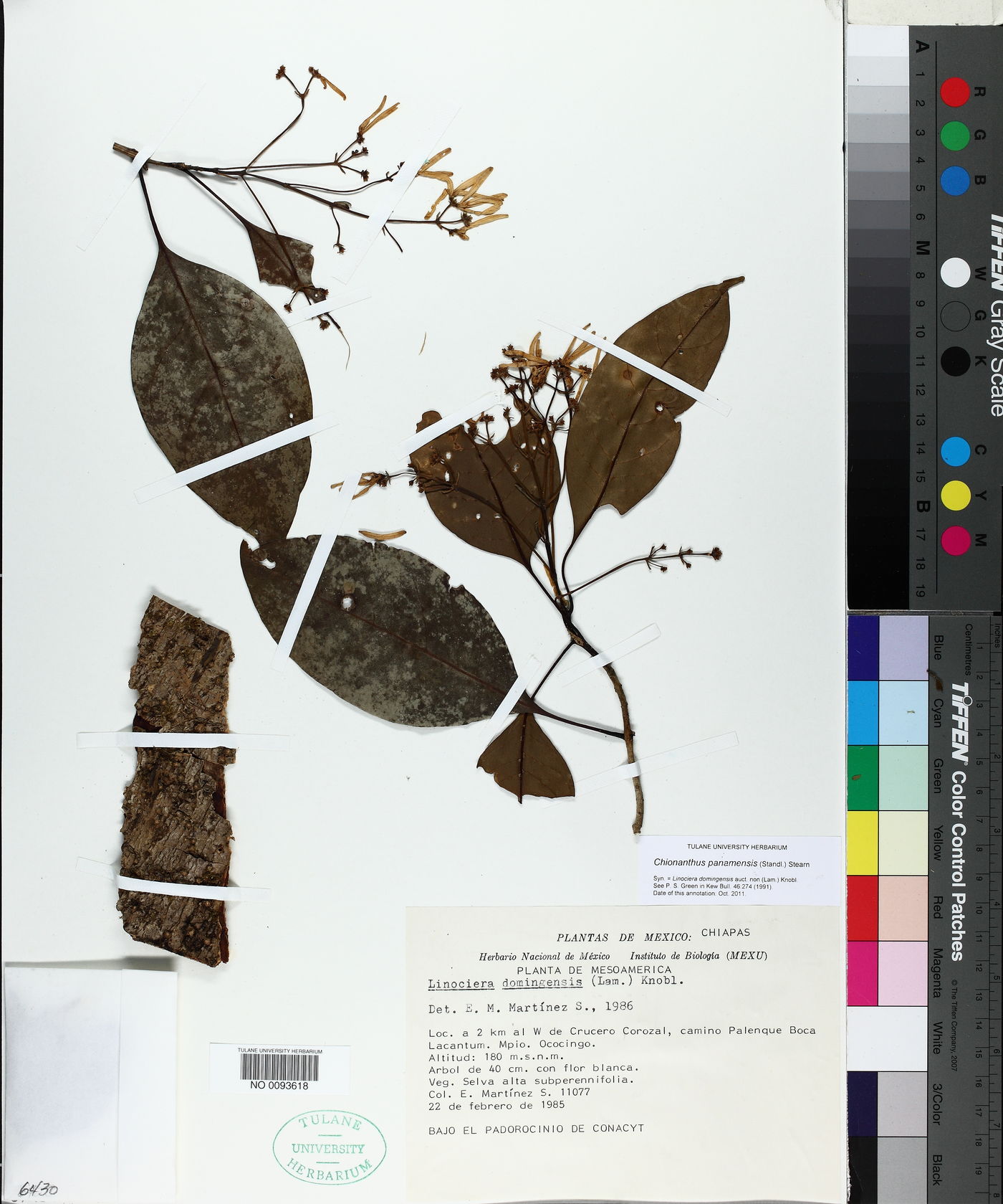 Chionanthus panamensis image