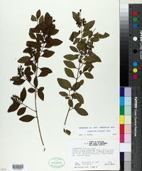 Ligustrum sinense image