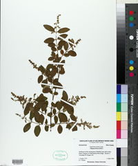 Ligustrum sinense image