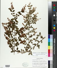 Ligustrum sinense image