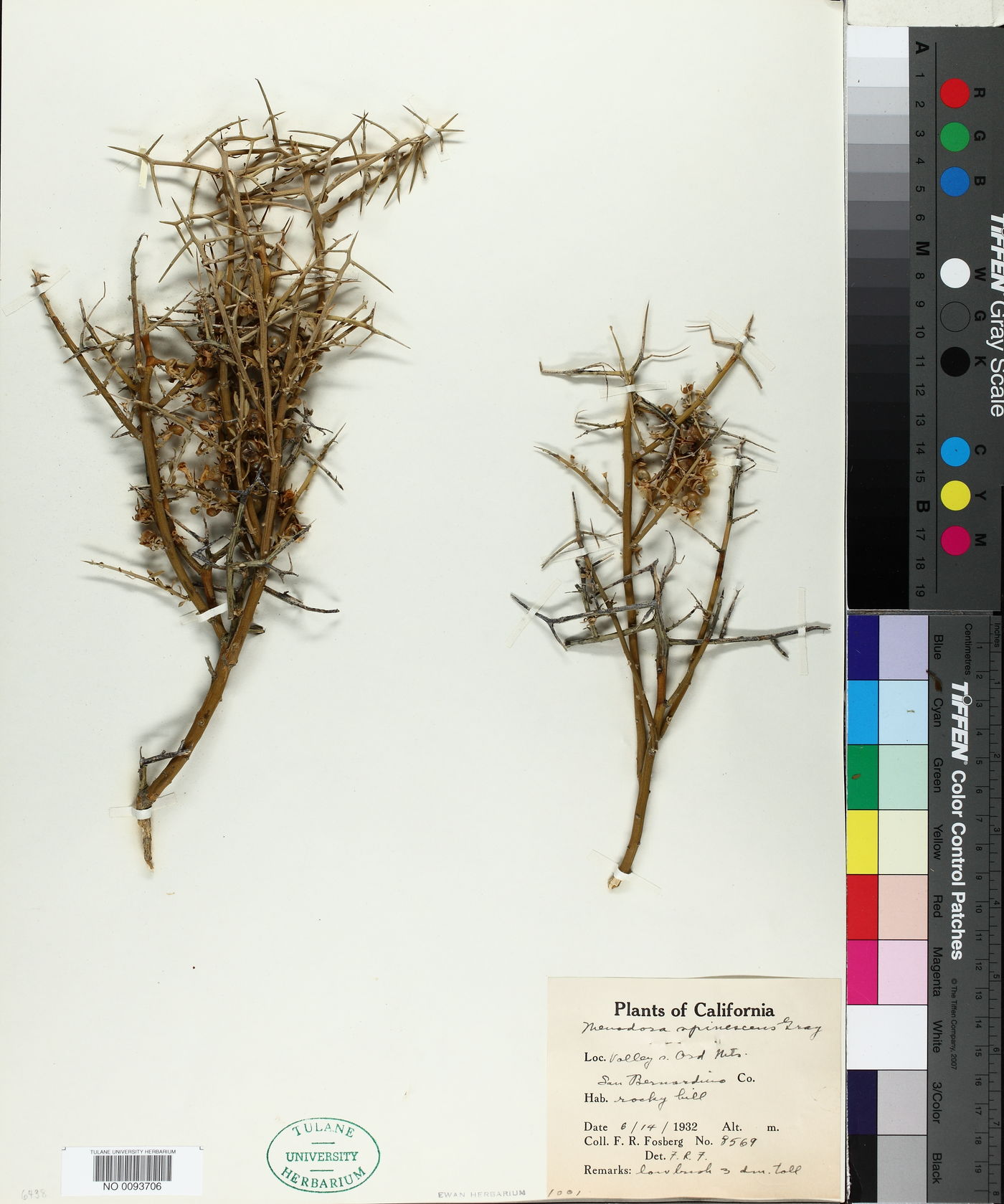 Menodora spinescens image