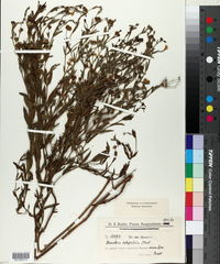 Menodora integrifolia image