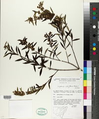 Image of Logania albiflora