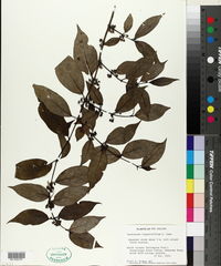 Image of Geniostoma ligustrifolium