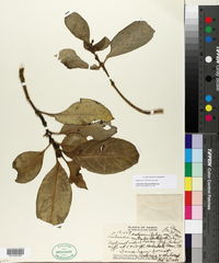 Image of Labordia hedyosmifolia
