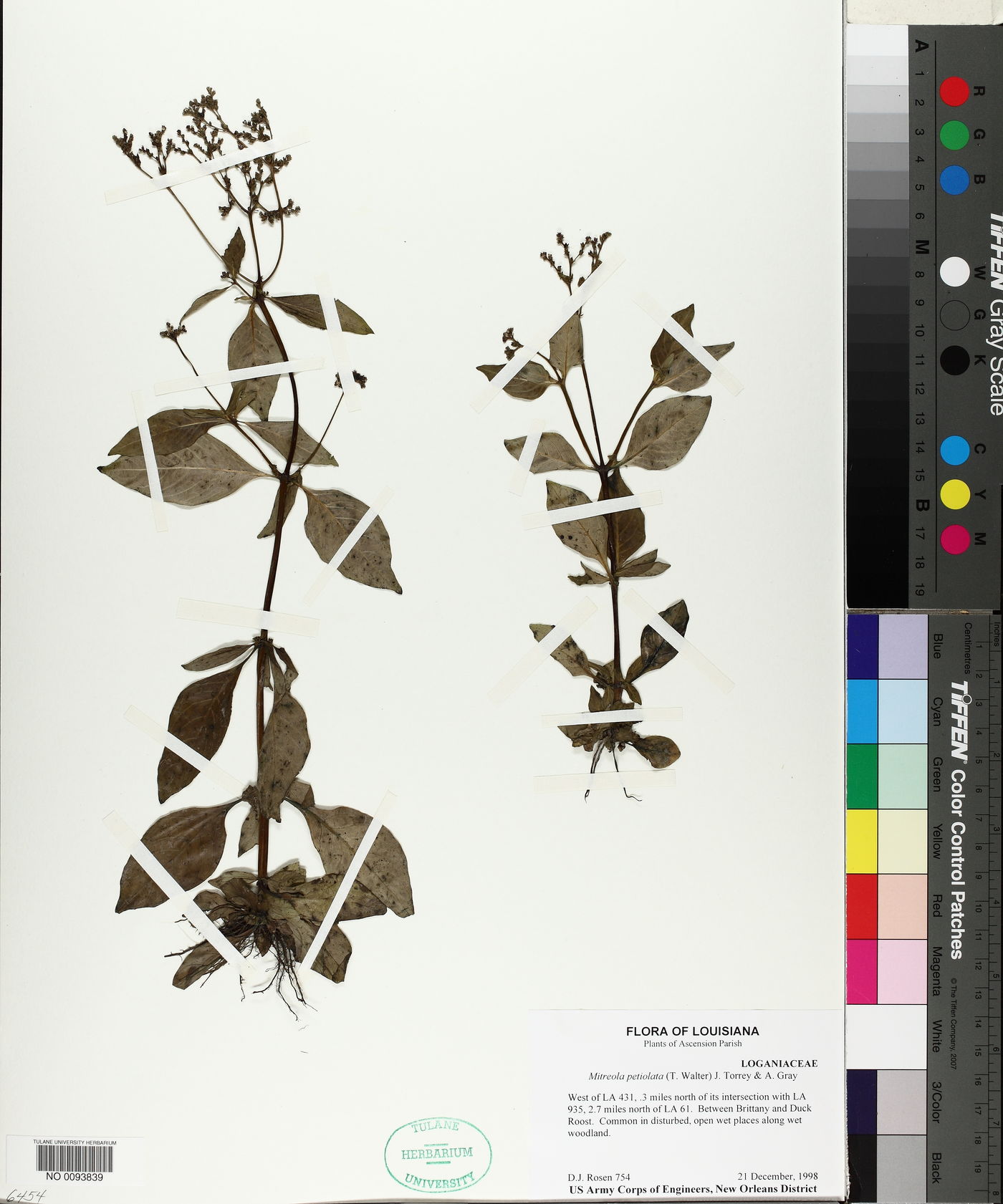 Mitreola petiolata image