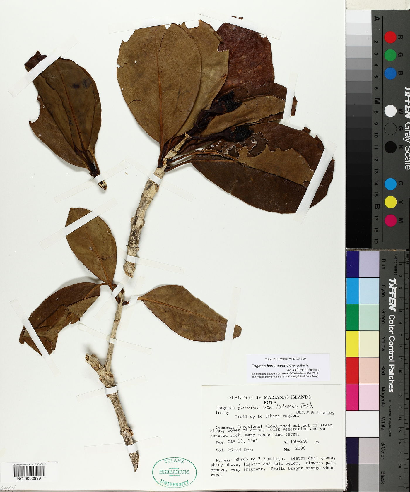 Fagraea berteroana image
