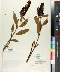 Image of Buddleja salviifolia