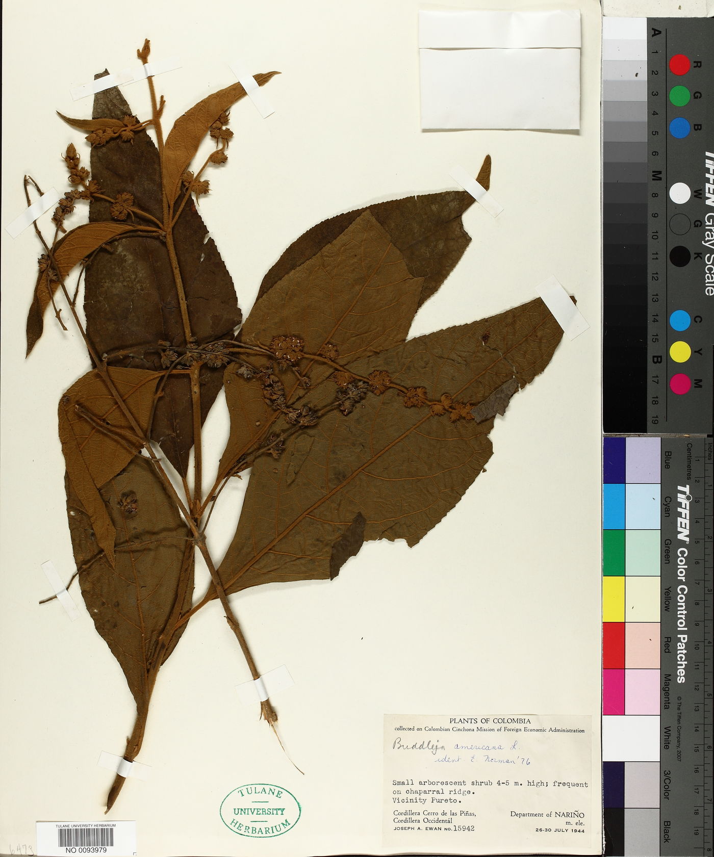 Buddleja americana image