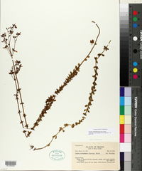 Image of Curtia verticillaris