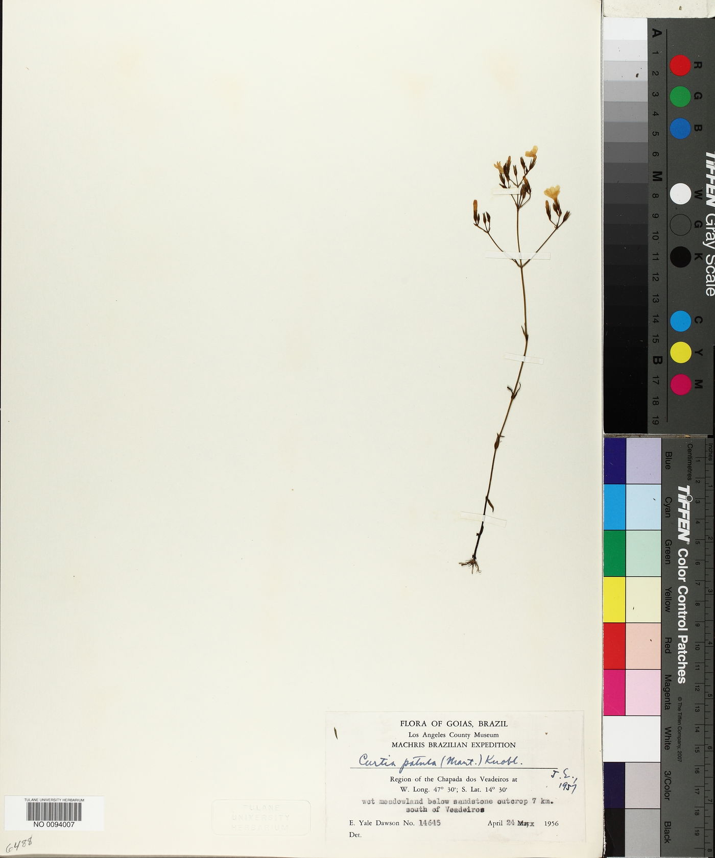 Curtia tenuifolia image