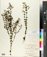 Curtia quadrifolia image