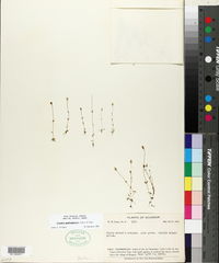 Image of Cicendia quadrangularis