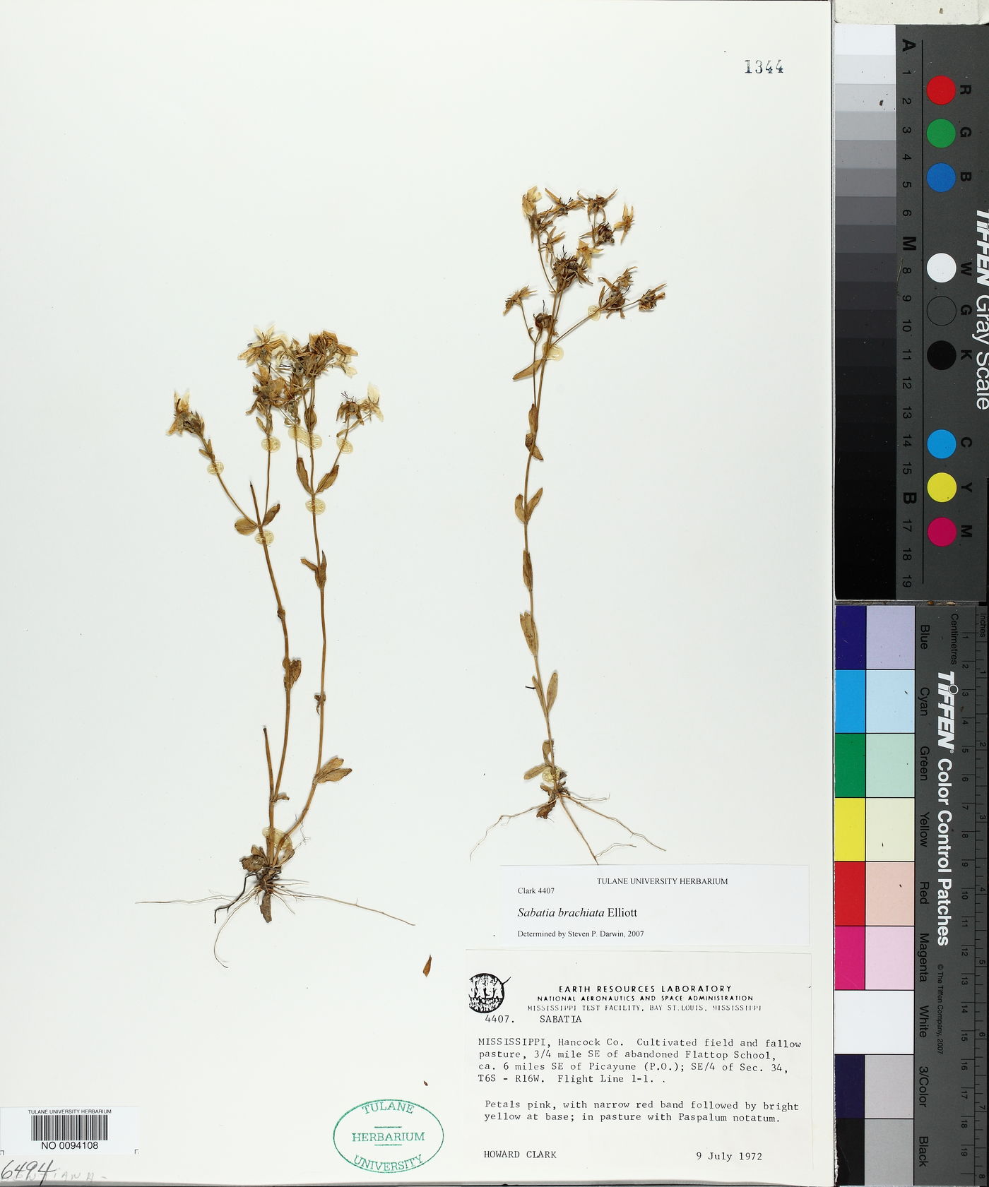 Sabatia brachiata image