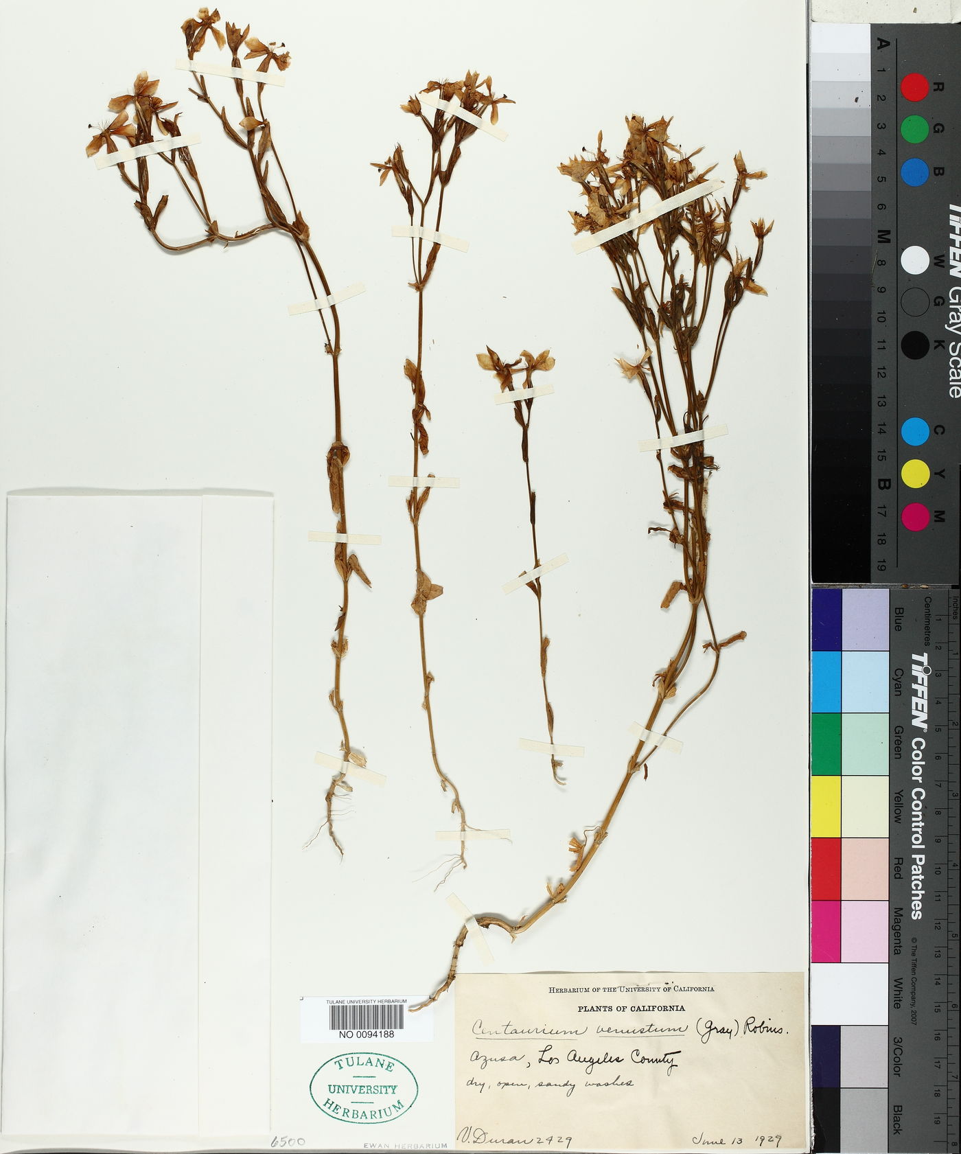 Zeltnera venusta image