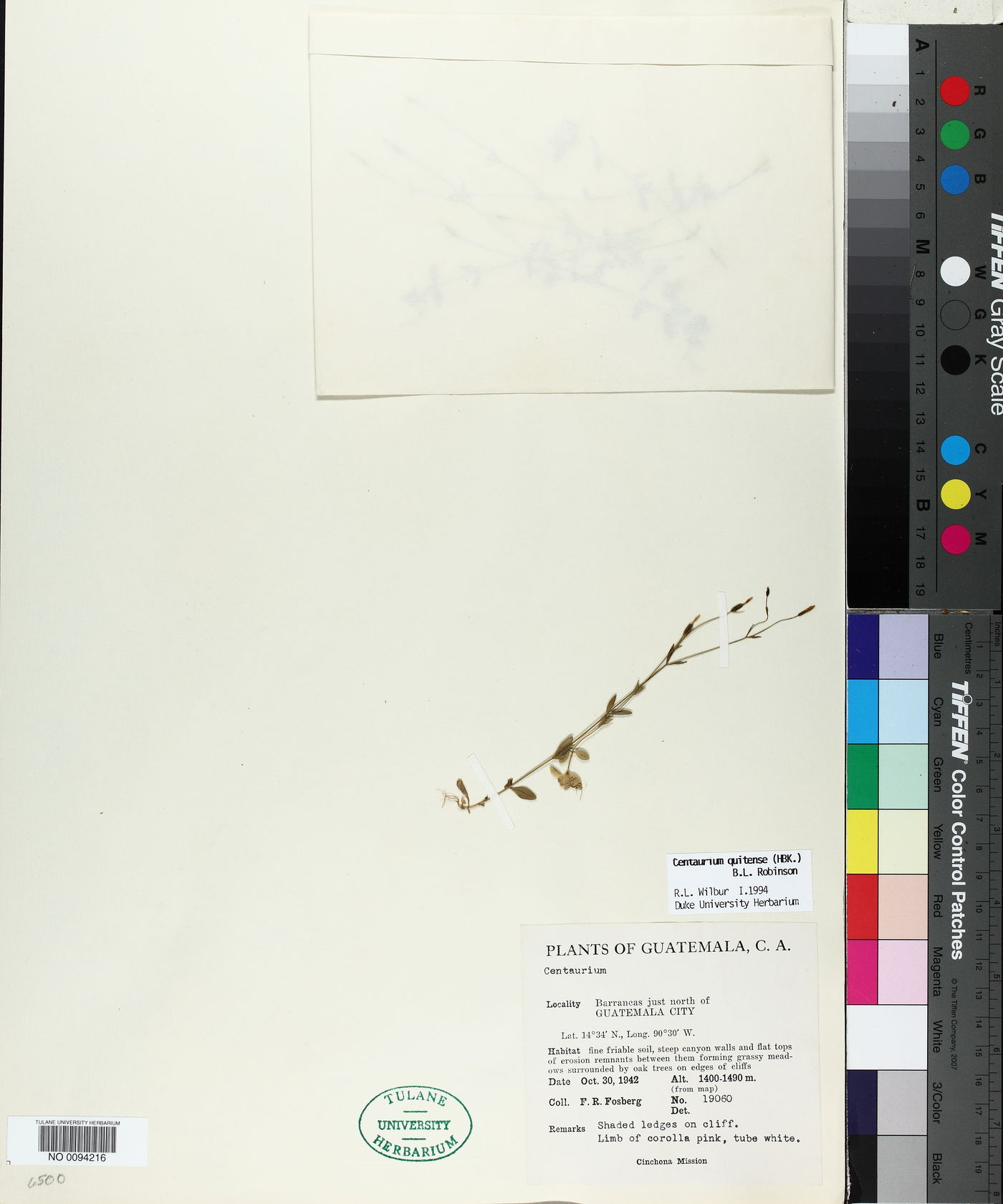 Centaurium quitense image