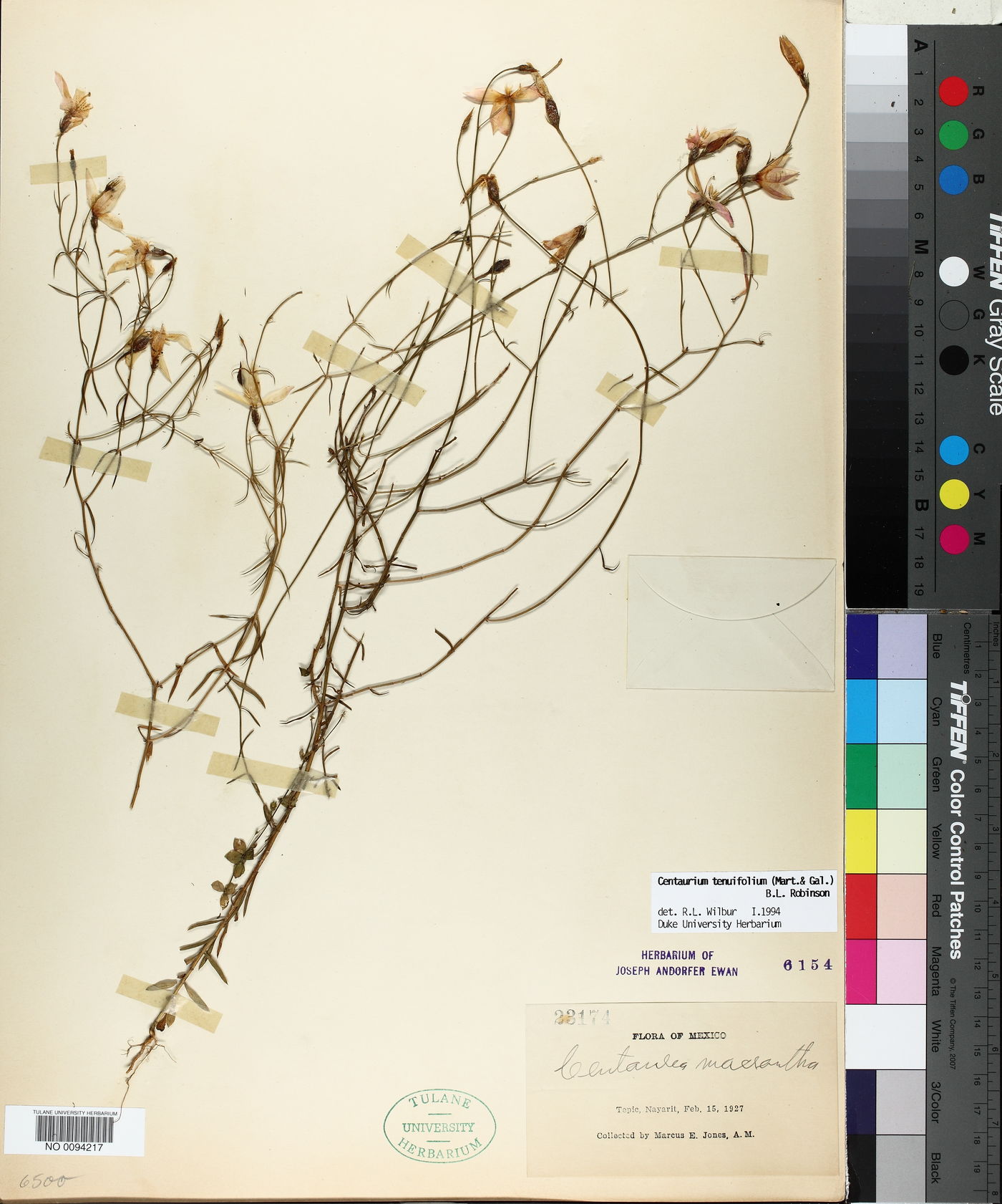 Centaurium tenuifolium image