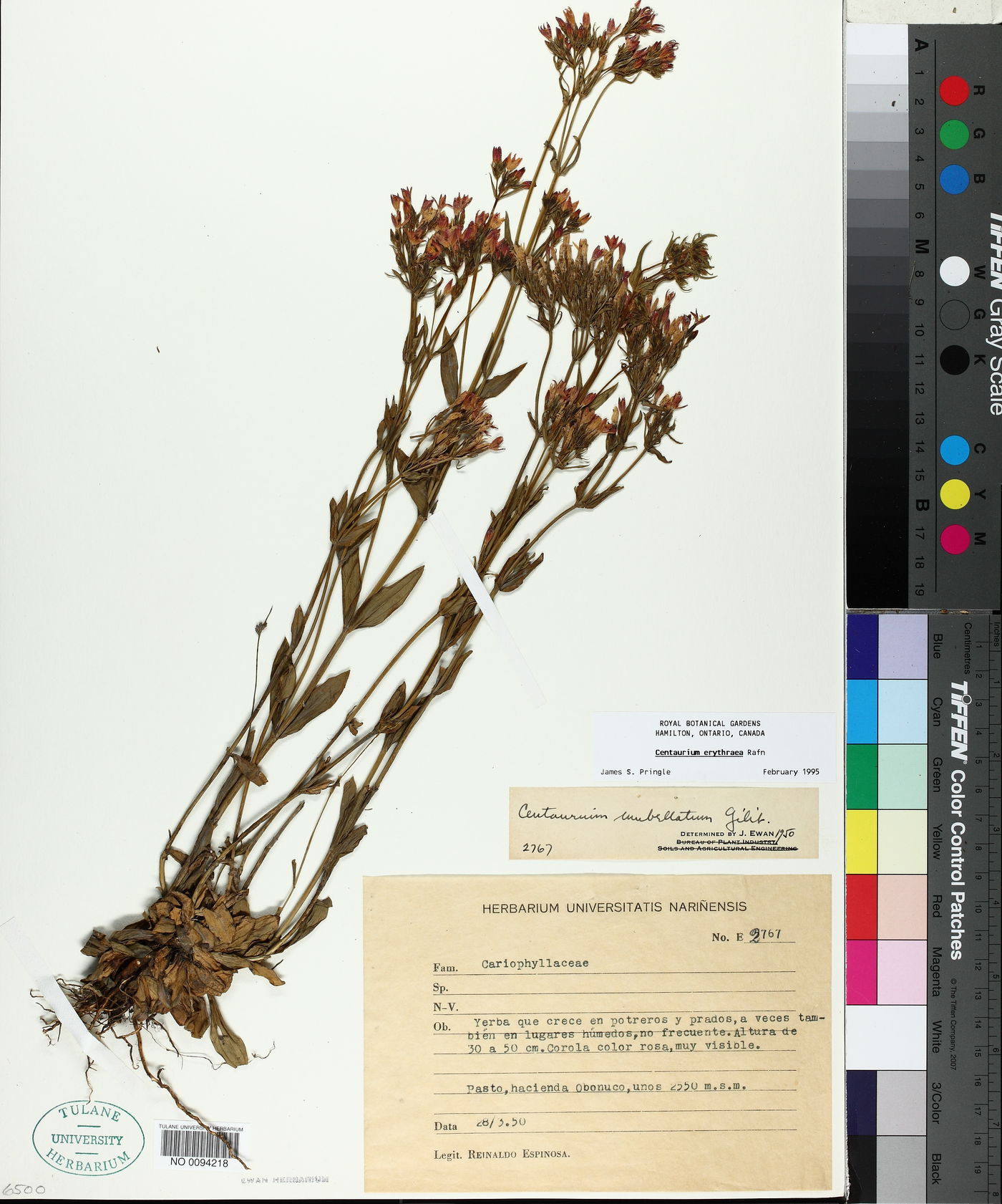 Centaurium erythraea image