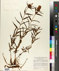 Gentiana linearis image