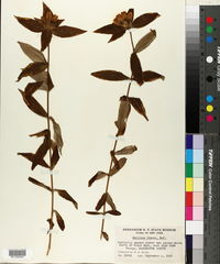 Gentiana clausa image