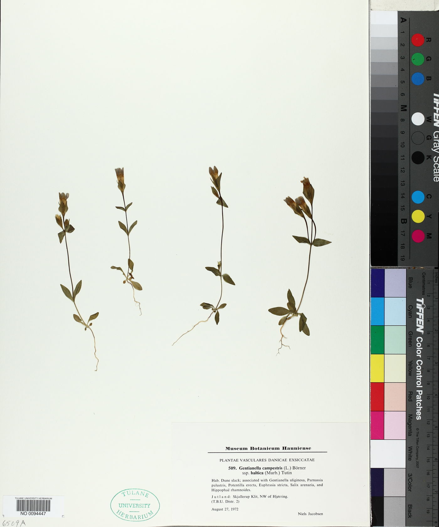 Gentianella campestris subsp. baltica image