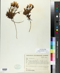 Gentianella cerastioides image