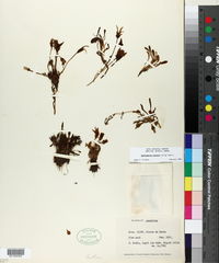 Image of Gentianella pseudocrassula