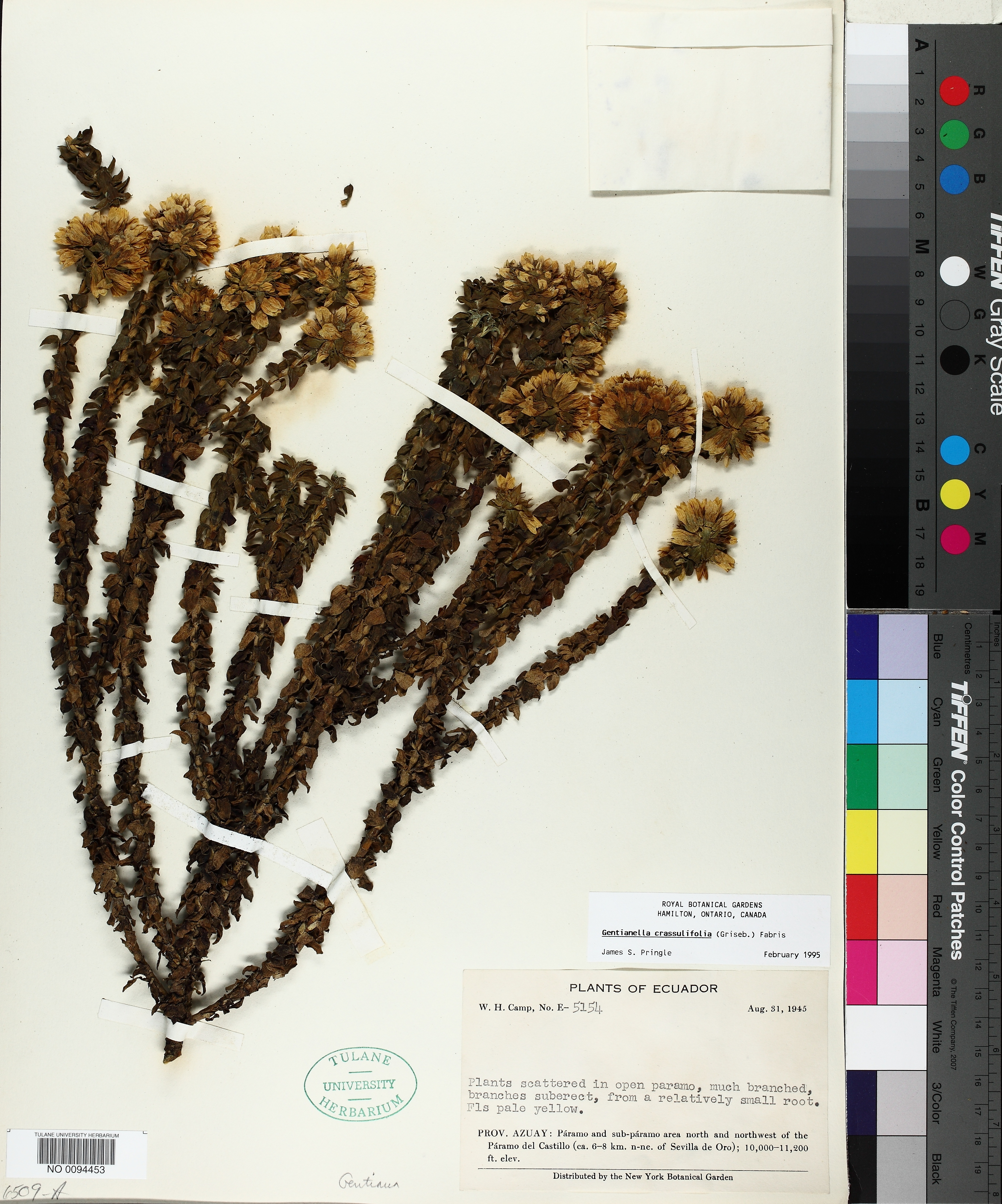 Gentianella crassulifolia thumbnail